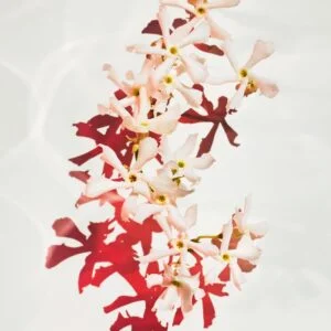 عطر بوس الايف برفيوم - الصورة 6